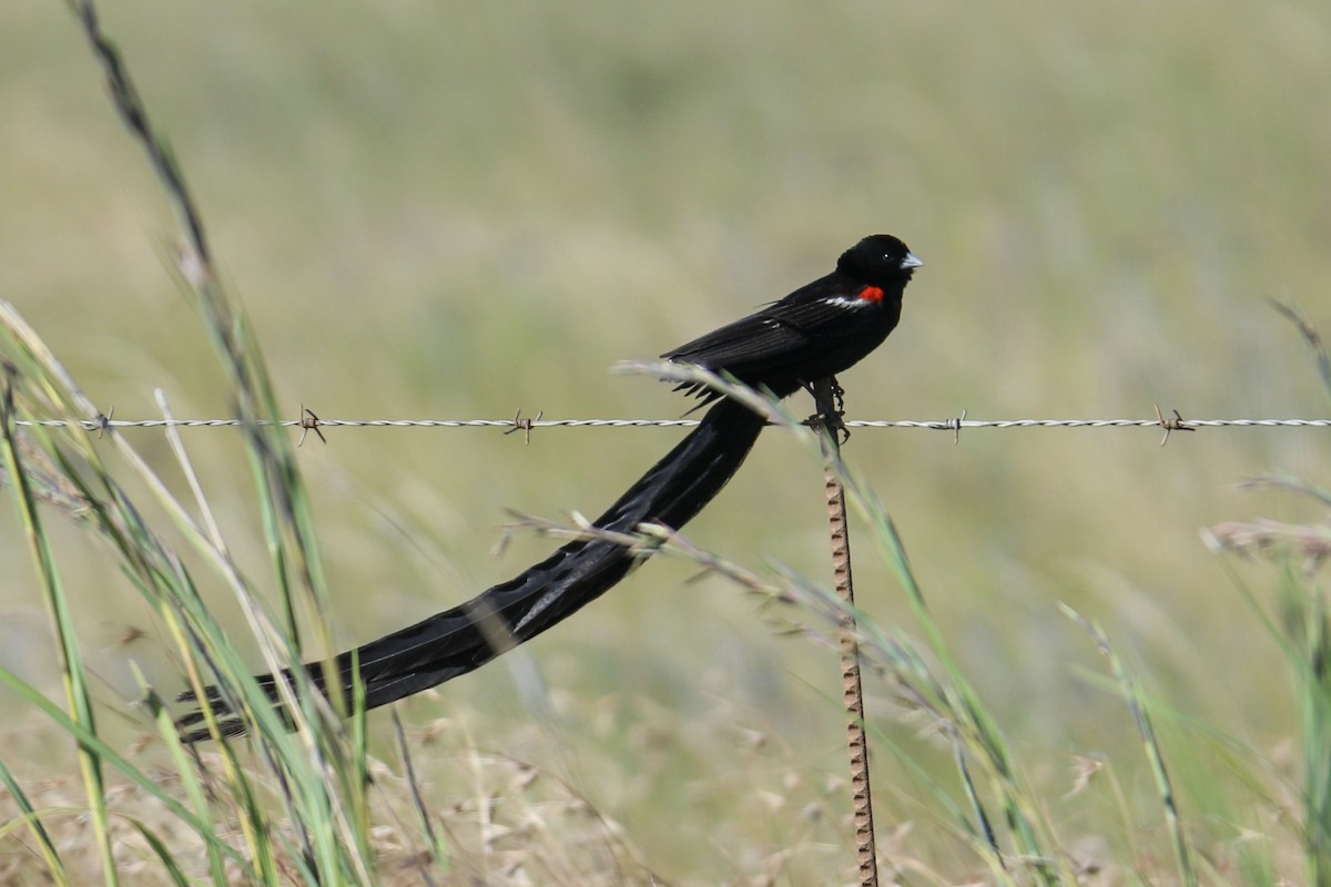 Long-tailed Widowbird - ML85980781