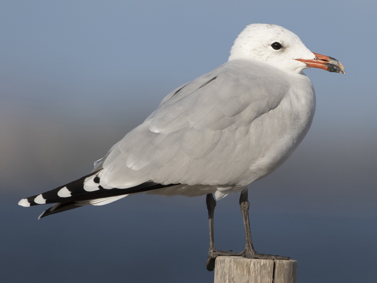 Audouin's Gull - Ichthyaetus audouinii - Birds of the World