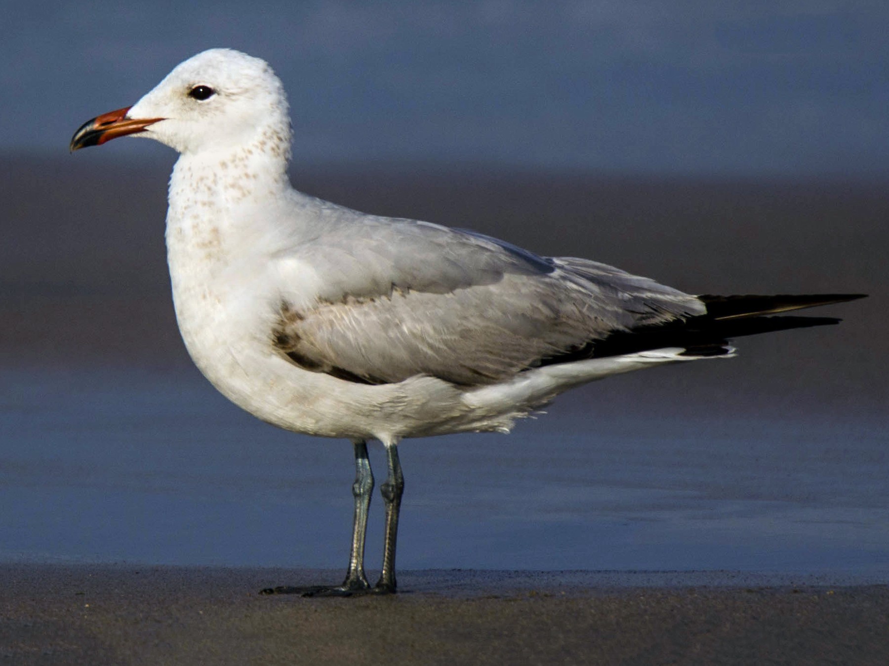 Gaviota de Audouin - eBird