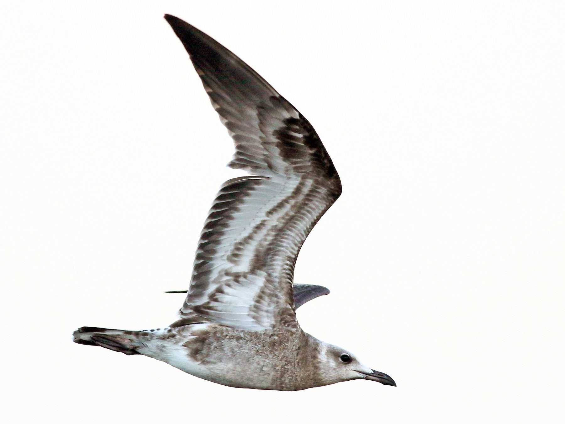 Audouin's Gull - eBird