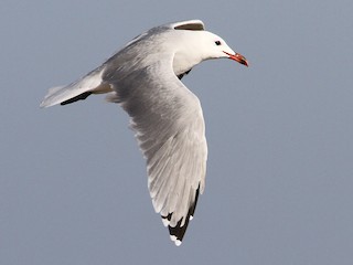 Audouin's Gull - eBird