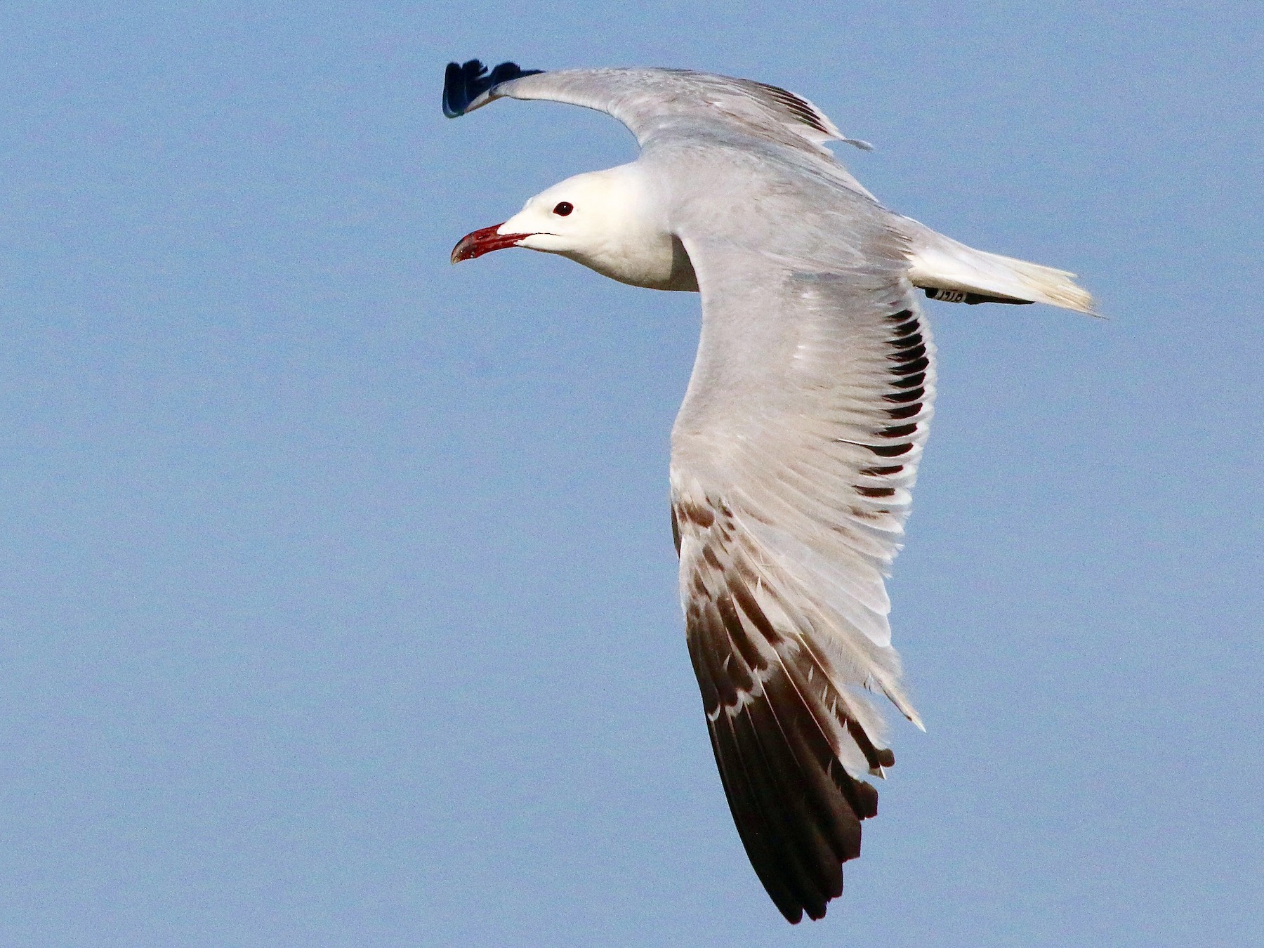 Audouin's Gull - eBird