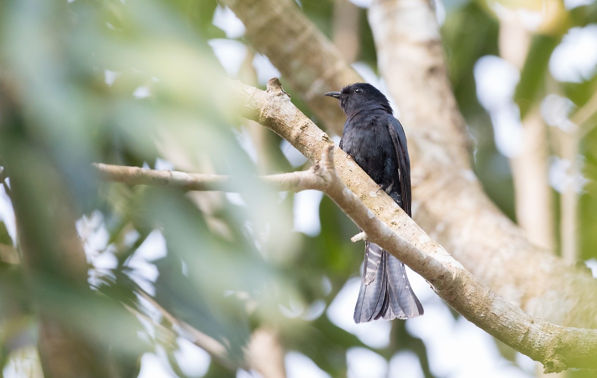 Square-tailed Drongo-Cuckoo - ML85984731