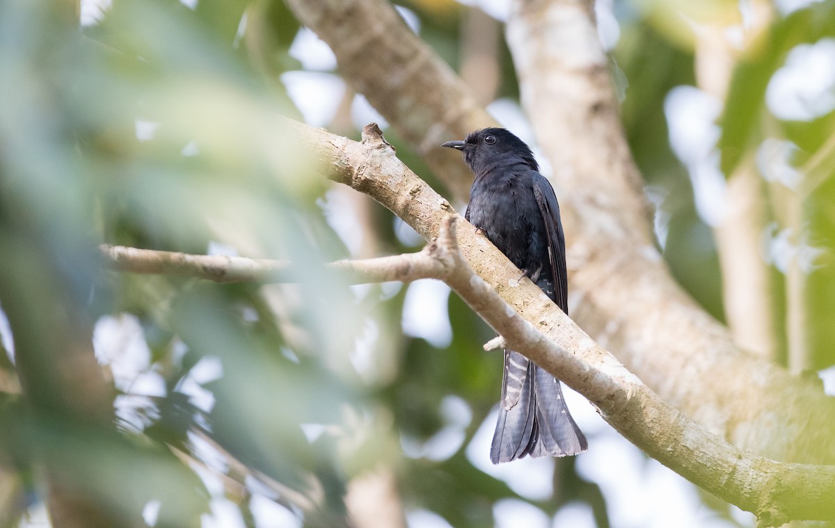Square-tailed Drongo-Cuckoo - ML85984751