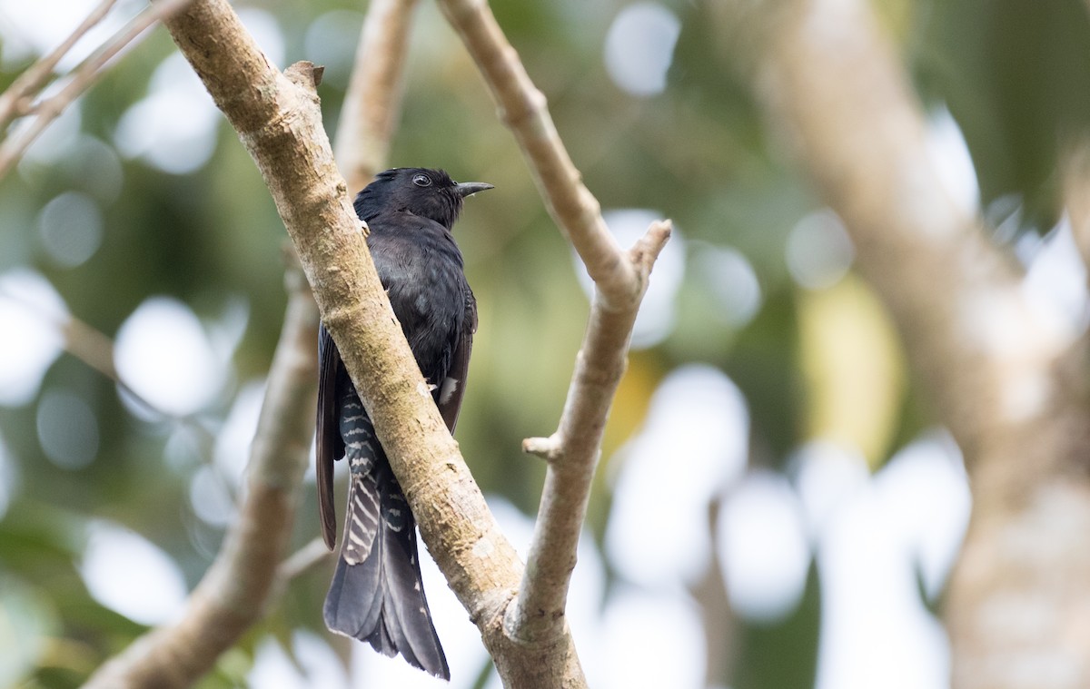 Square-tailed Drongo-Cuckoo - Ian Davies