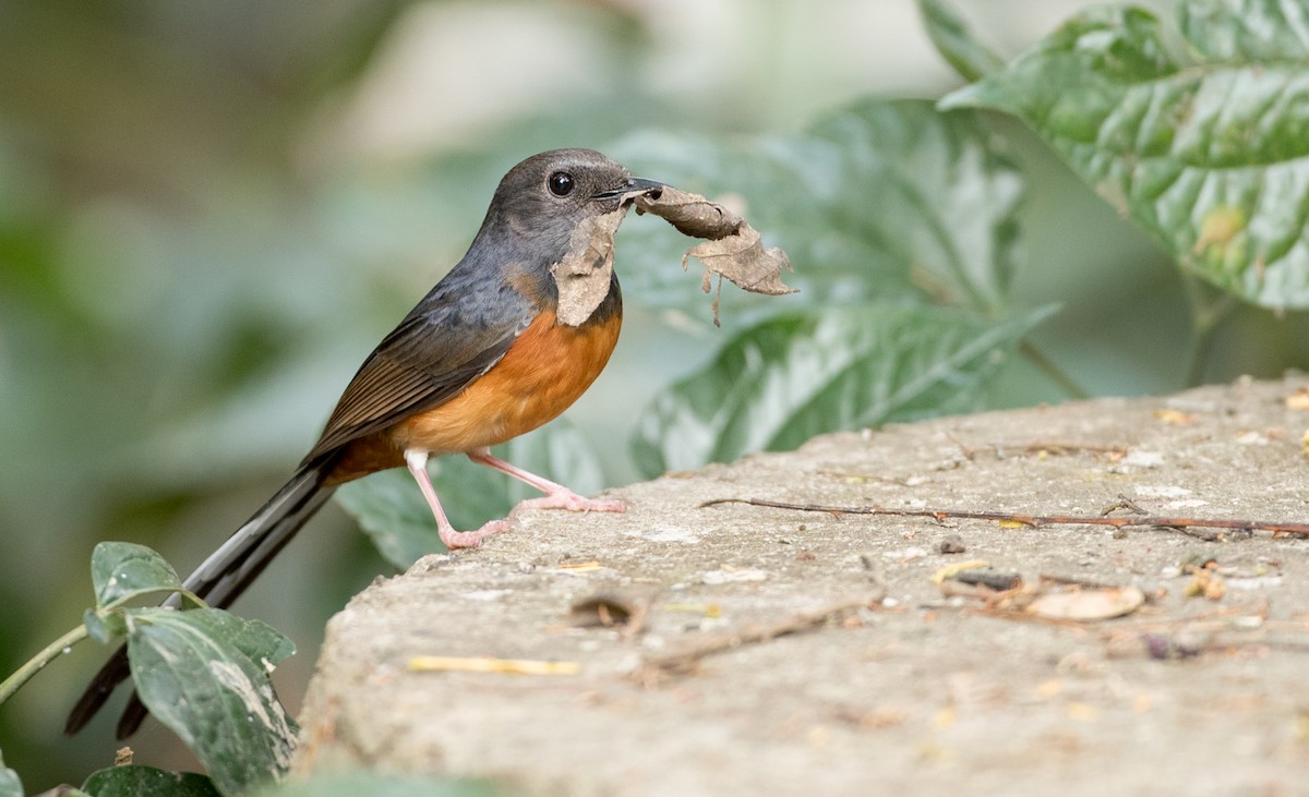 White-rumped Shama (White-rumped) - Ian Davies