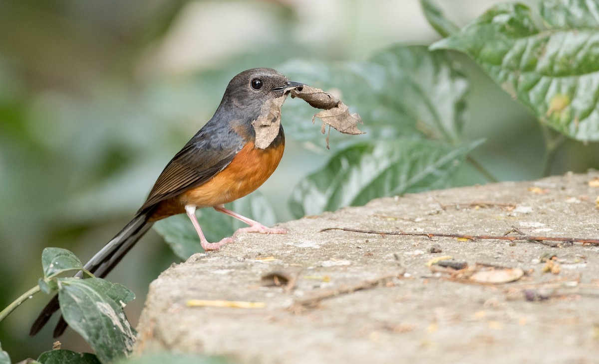 White-rumped Shama (White-rumped) - eBird