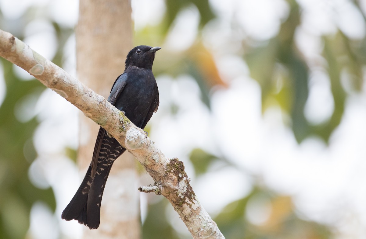 Square-tailed Drongo-Cuckoo - ML85984981