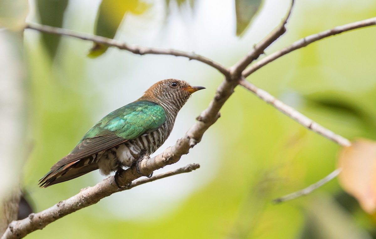 Asian Emerald Cuckoo - ML85985101