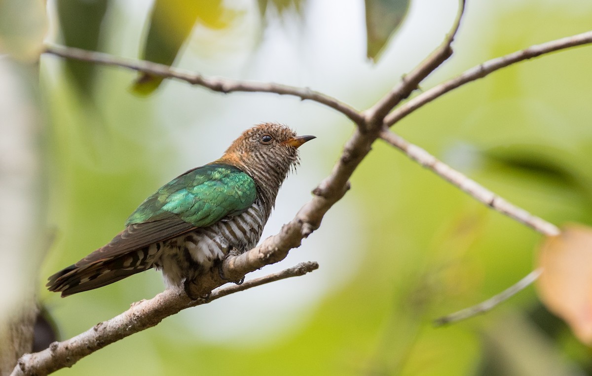 Asian Emerald Cuckoo - ML85985121