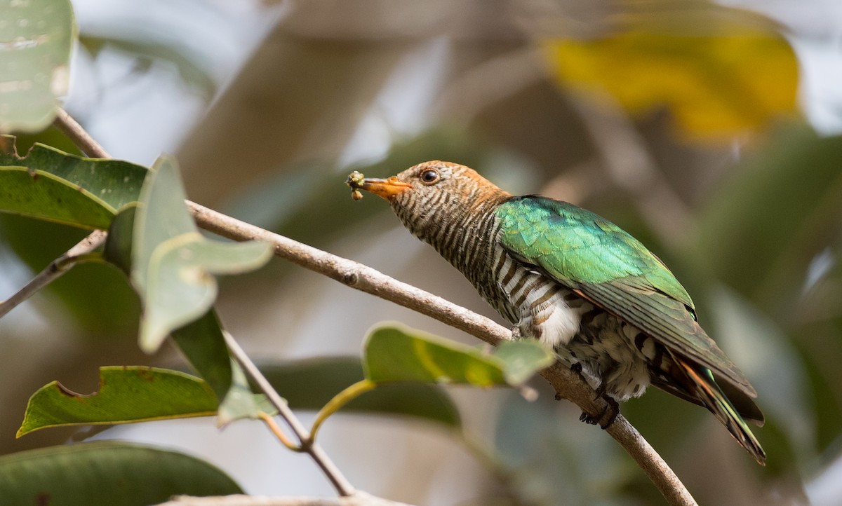 Asian Emerald Cuckoo - Ian Davies