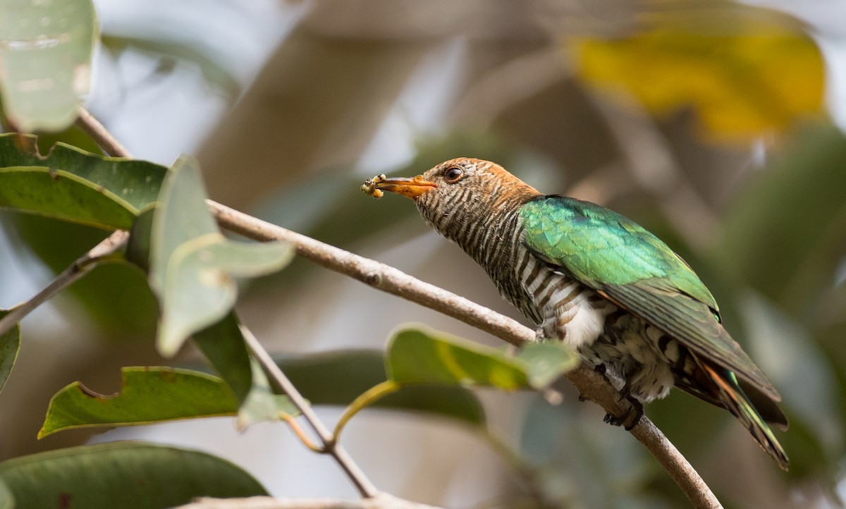 Asian Emerald Cuckoo - ML85985141