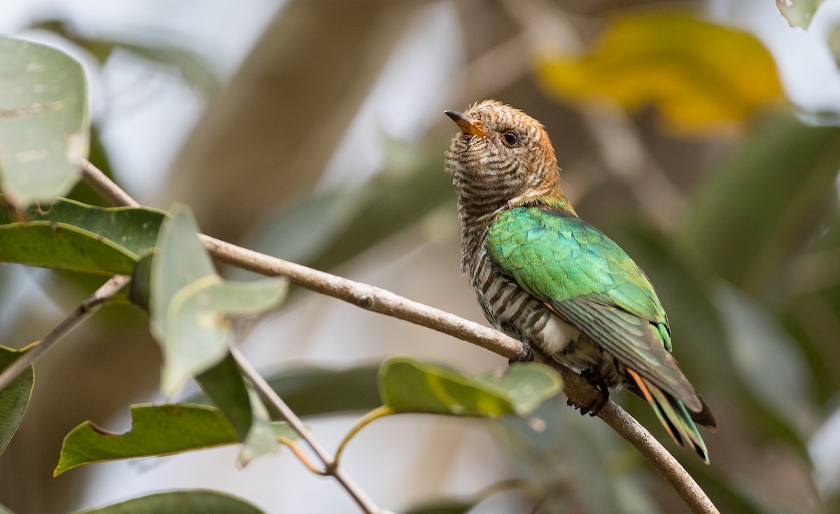 Asian Emerald Cuckoo - ML85985151