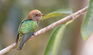  - Asian Emerald Cuckoo