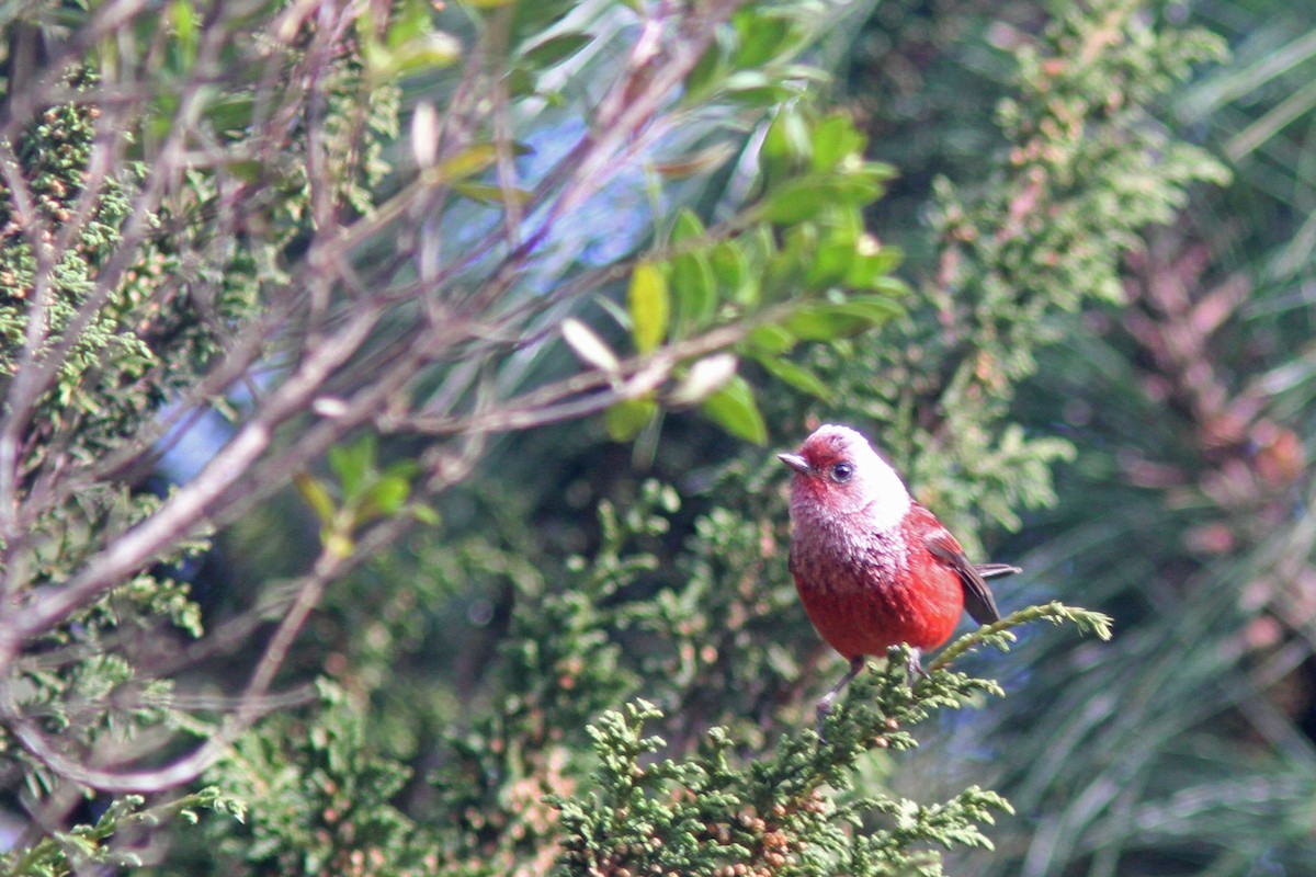 Pink-headed Warbler - ML85985821