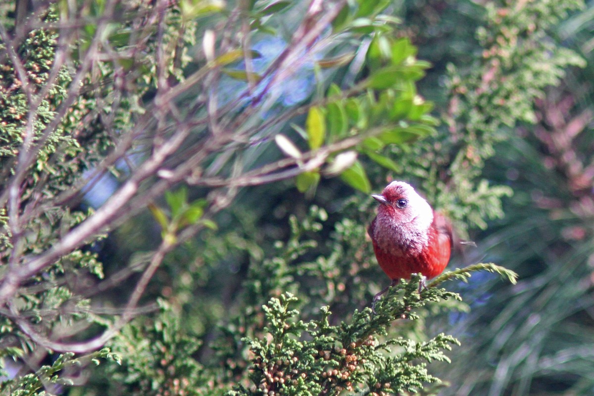 Pink-headed Warbler - Larry Therrien