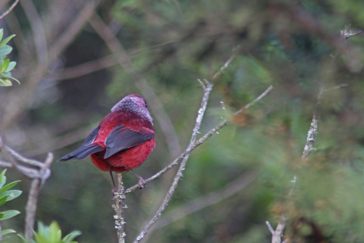 Pink-headed Warbler - ML85985931
