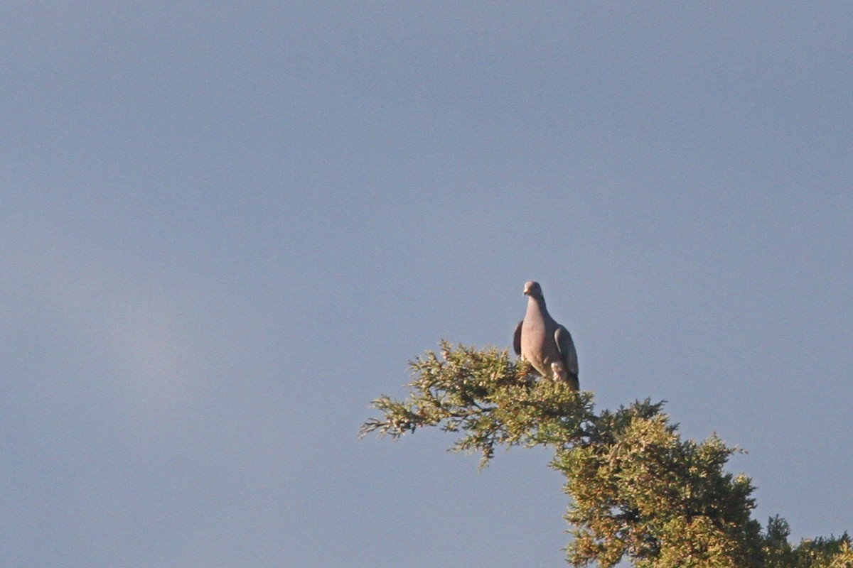 Band-tailed Pigeon - Larry Therrien