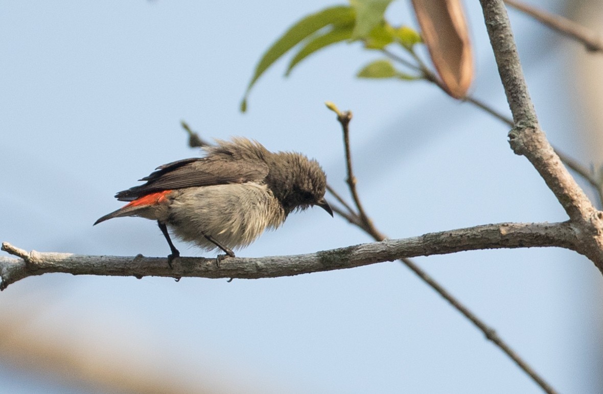 Scarlet-backed Flowerpecker - ML85986551