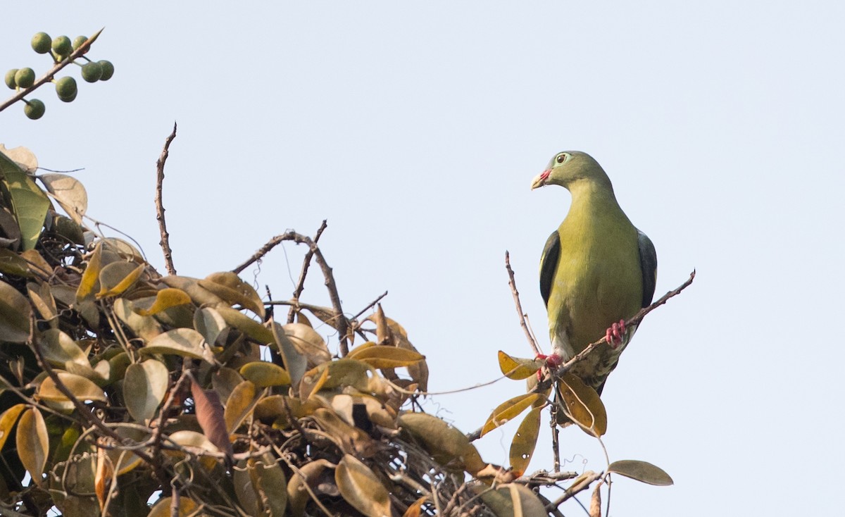 Thick-billed Green-Pigeon - Ian Davies