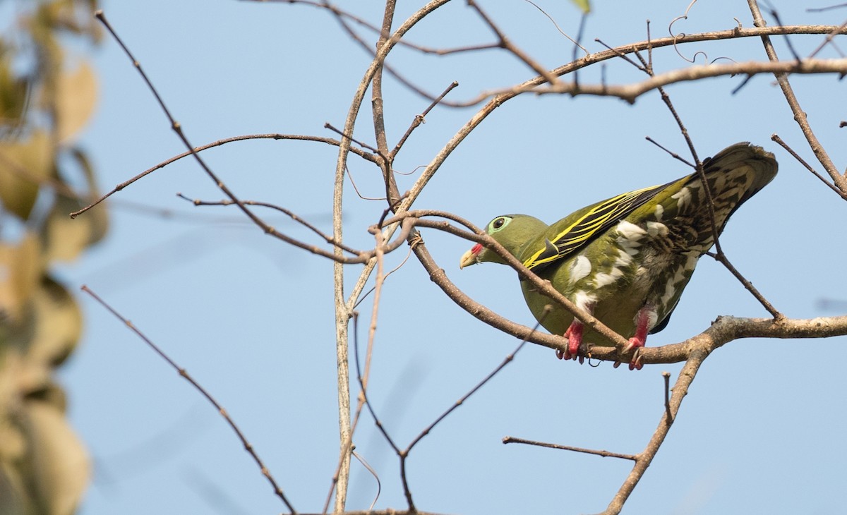 Thick-billed Green-Pigeon - ML85986741