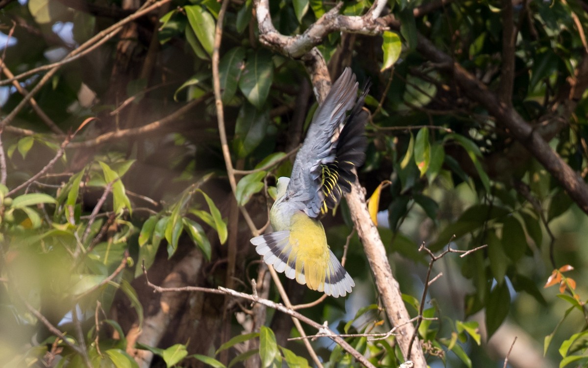 Thick-billed Green-Pigeon - ML85986751