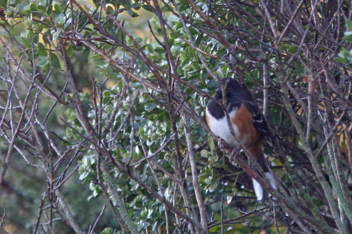 Spotted Towhee - Larry Therrien