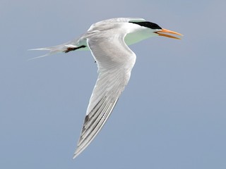 Lesser Crested Tern - Thalasseus bengalensis - Birds of the World