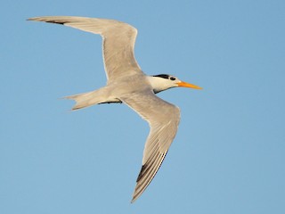 นกเต็มวัยชุดขนนอกฤดูผสมพันธุ์ - Nuno  dos Santos - ML85987181