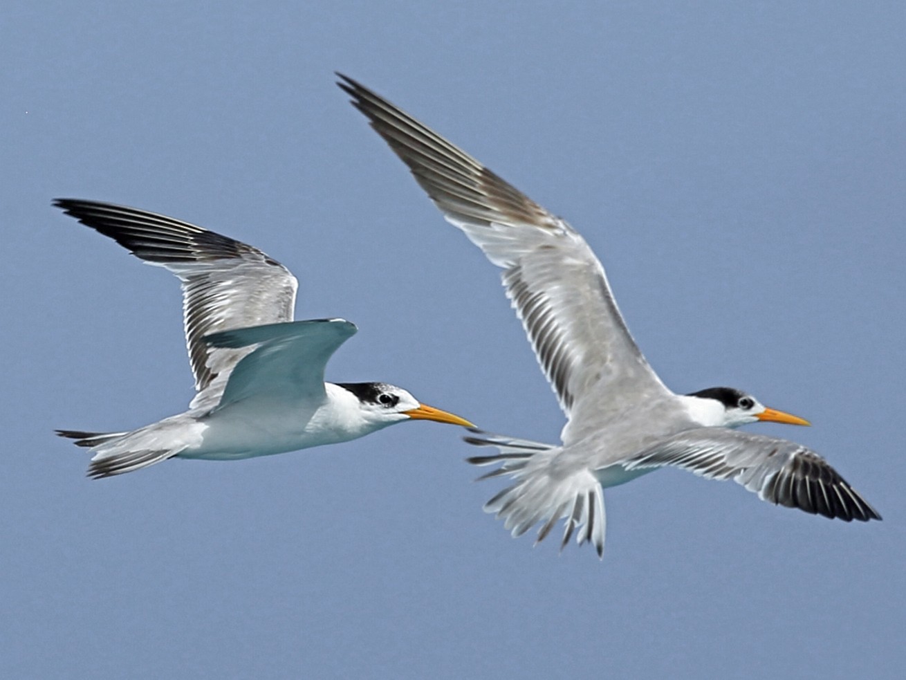 Lesser Crested Tern - Nigel Voaden