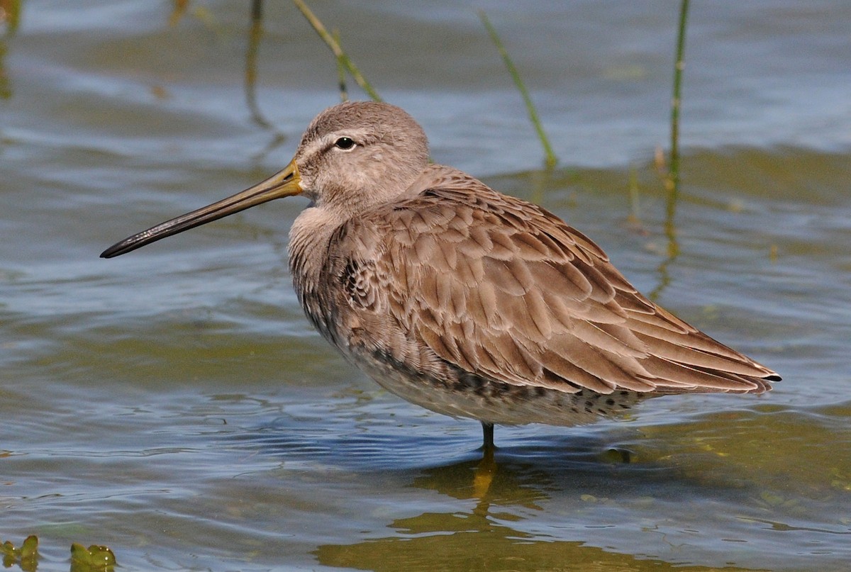 Long-billed Dowitcher - ML85987341