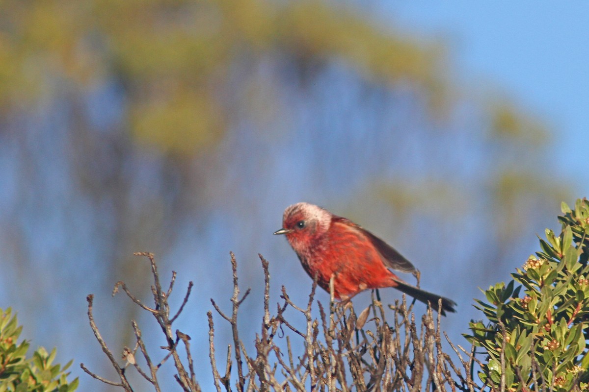 Pink-headed Warbler - Larry Therrien