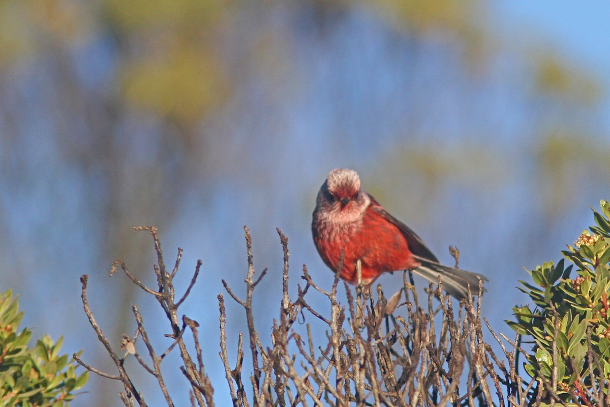 Pink-headed Warbler - ML85987521