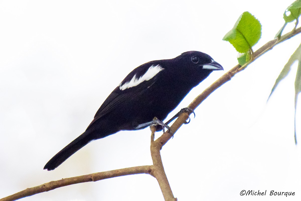 White-shouldered Tanager - ML85988301