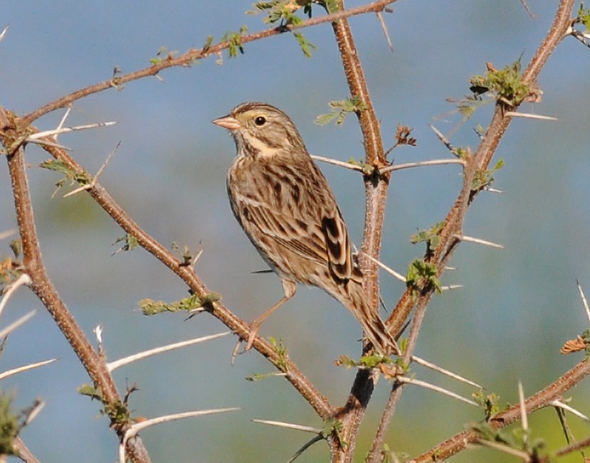Savannah Sparrow (Savannah) - ML85988341
