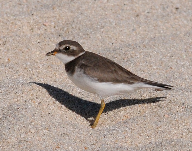 Semipalmated Plover - ML85988401