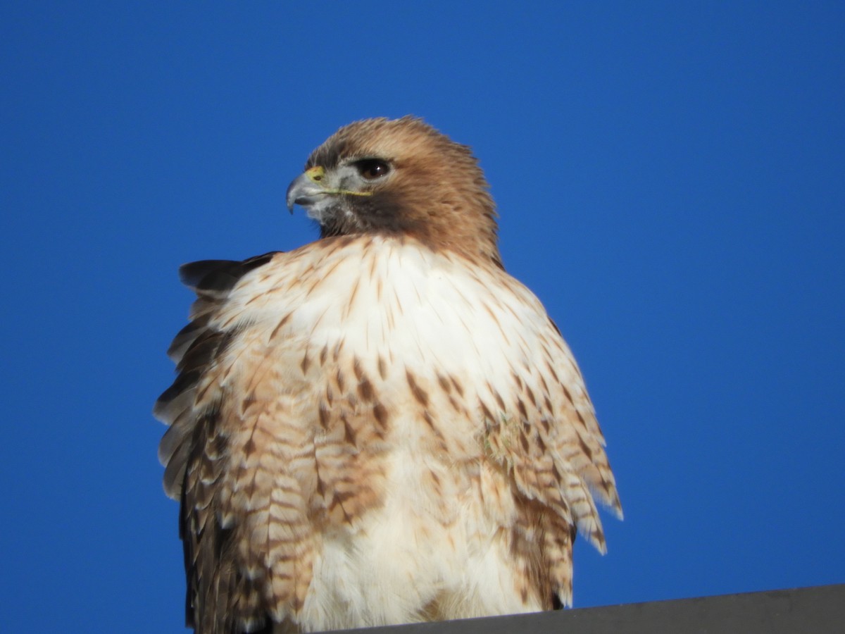 Red-tailed Hawk - ML85988891