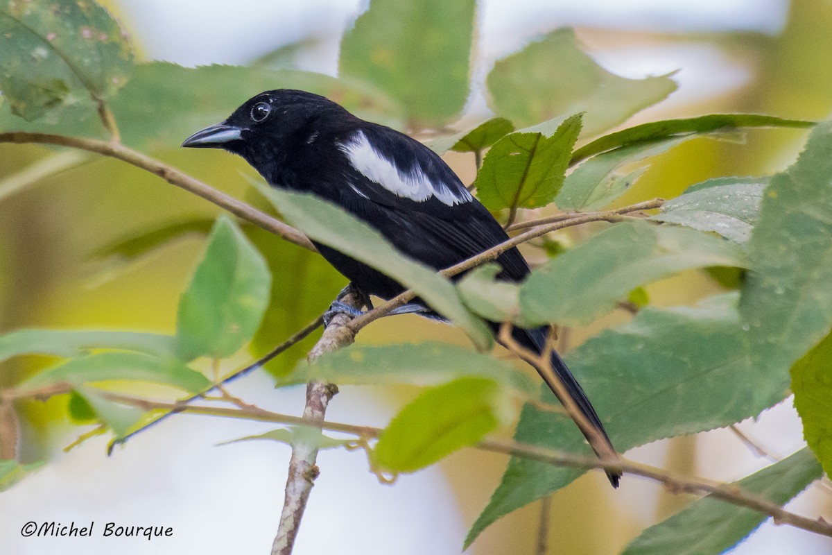 White-shouldered Tanager - ML85989331