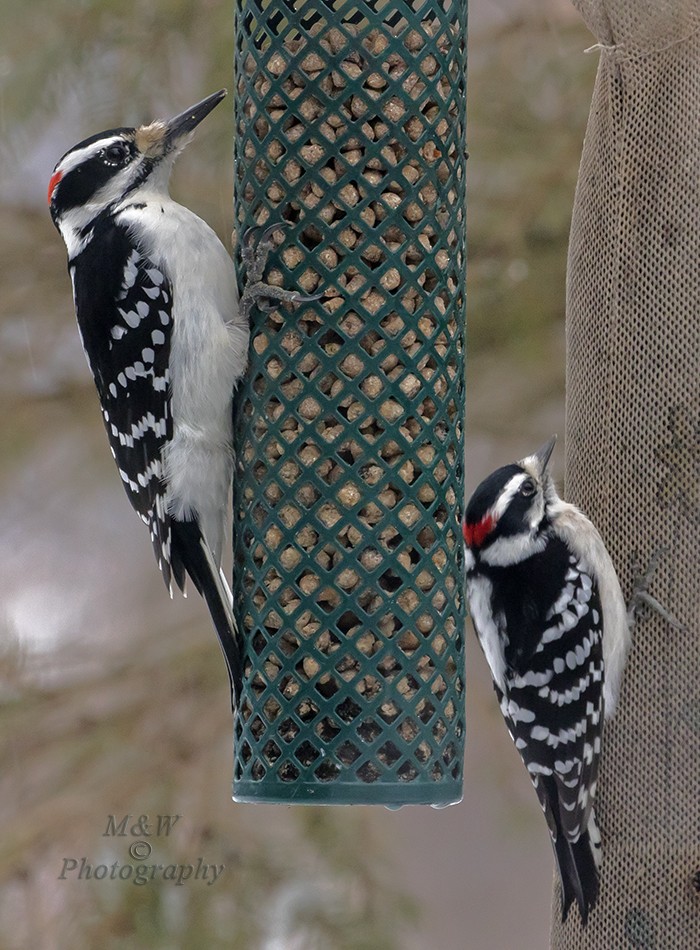 Hairy Woodpecker (Eastern) - Wade & Melissa Rowley