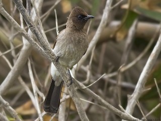成鳥 (Common) - Javi Elorriaga - ML85989991