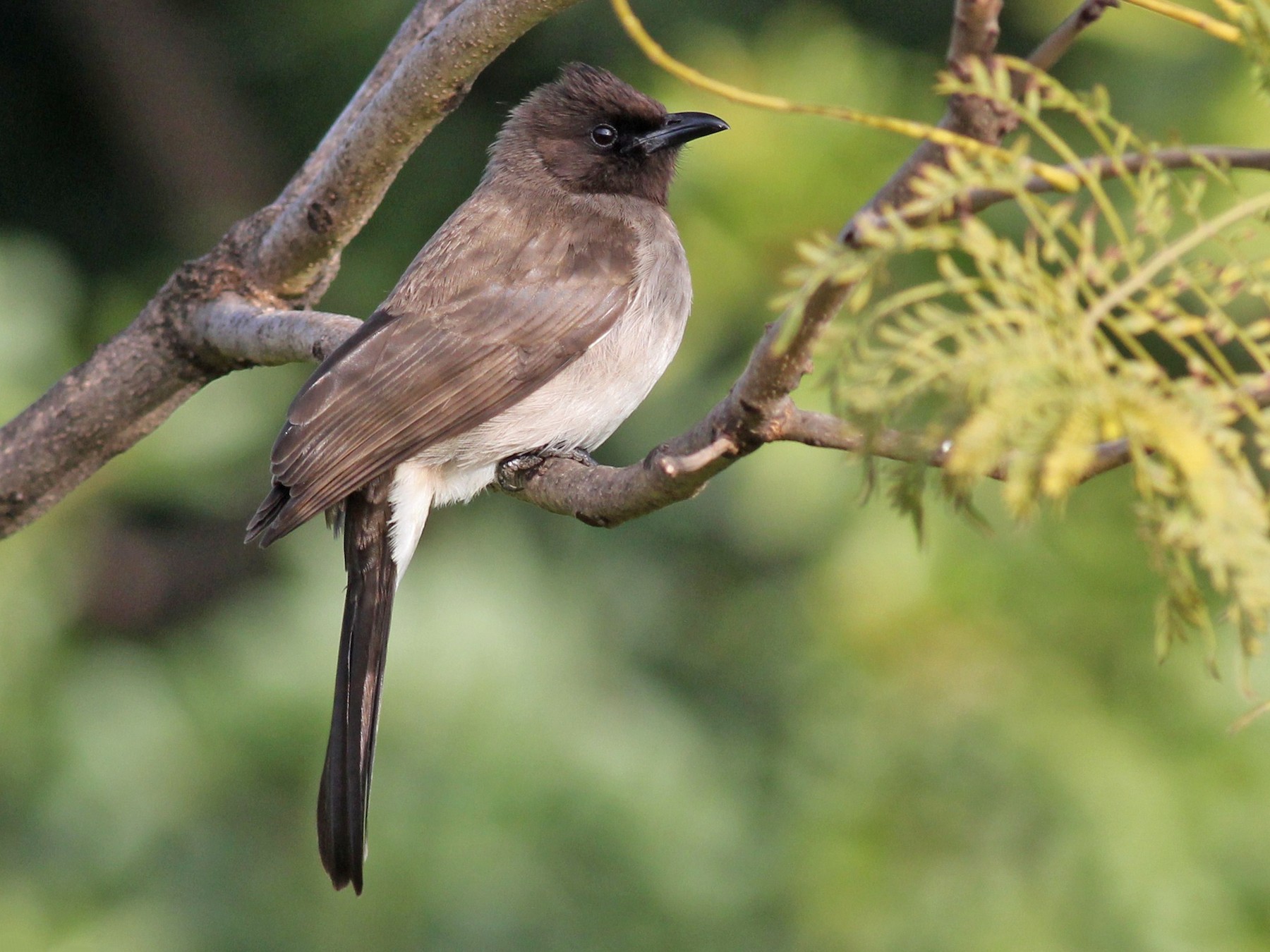 Common Bulbul - Margaret Viens