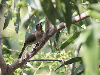 นกเต็มวัย (Common) - Kalyani Mirajkar - ML85990051