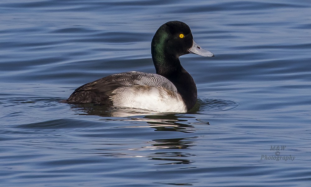 Greater Scaup - ML85992371