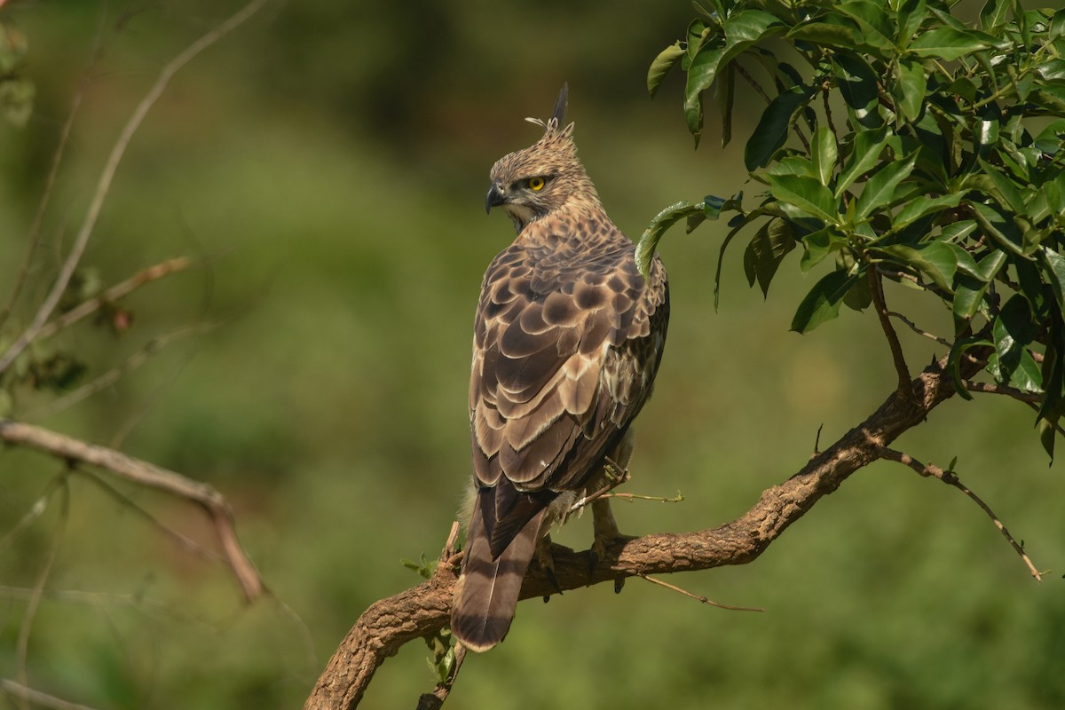 Changeable Hawk-Eagle (Crested) - ML85993771