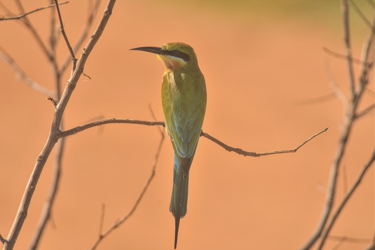 Blue-tailed Bee-eater - ML85993901