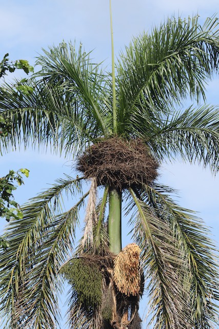 Nests built in palm tree. - Palmchat - 