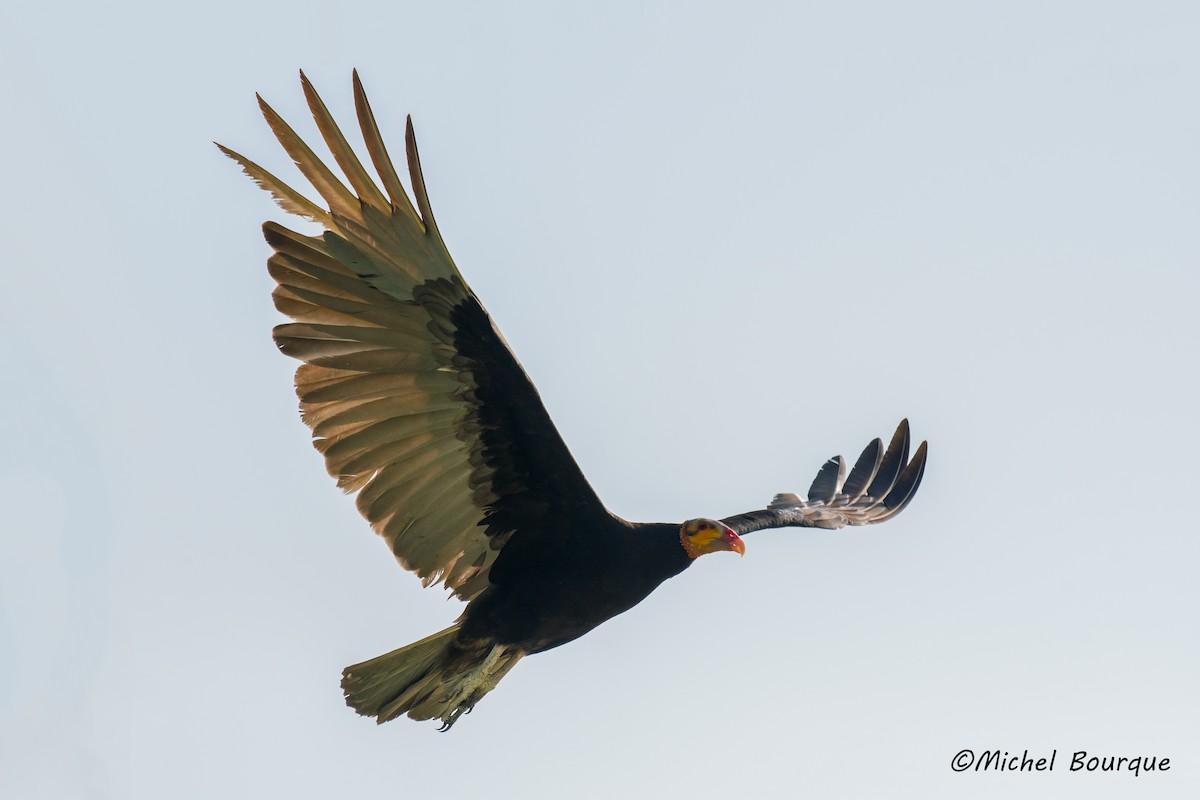 Lesser Yellow-headed Vulture - ML85995851