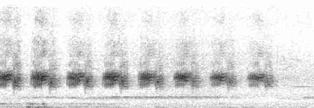 genovesakaktusspurv - ML85996