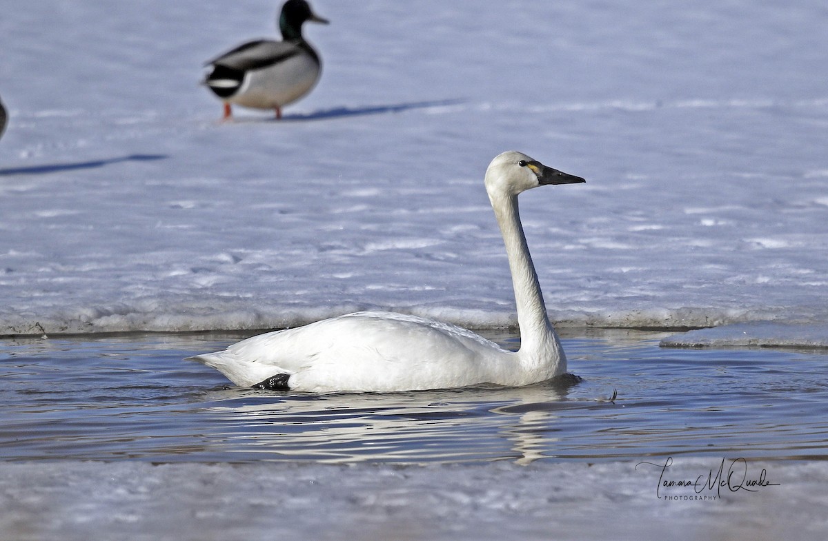 Tundra Swan (Whistling) - Tammy McQuade