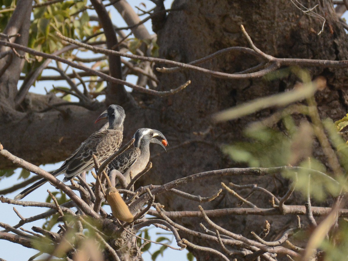 African Gray Hornbill - ML85996791